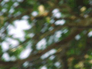 Un gif, pièce rare.